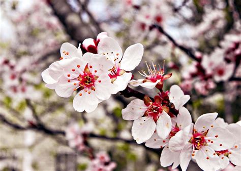 Flowering Plum Tree | Flowering plum tree, Flowering trees ...