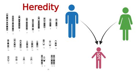 Heredity Definition 3 Theories And Importance