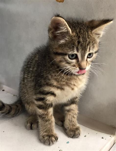 A predator that is most active at dawn and dusk, the cat is a solitary hunter but a social species. Adoptable kitten / Nebraska Humane Society | Kittens ...