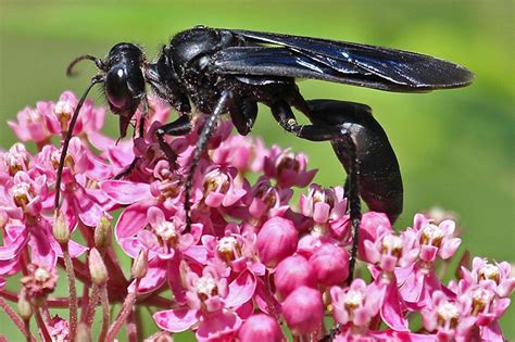 Great Black Wasp Sting 101 How To Get Rid Of Them