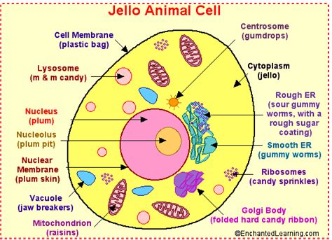 This is a basic illustration of a plant cell with major parts labeled. Jello Animal Cell Craft - Enchanted Learning Software