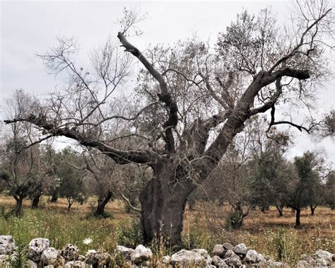 From Bad To Dead 2 Years Later Southern Italys Olive Groves Turn