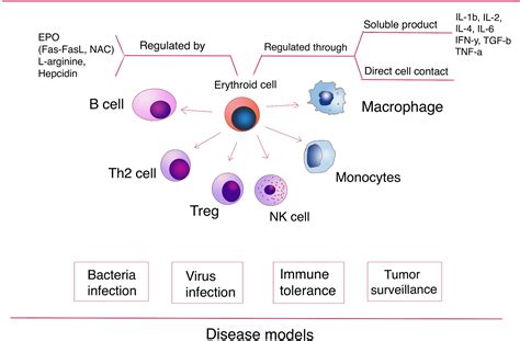 Erythroid Lineage Cells In The Liver Novel Immune Regulators And Beyond