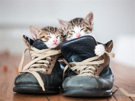 Why Do Cats Like Shoes