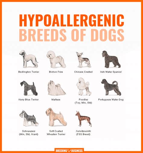 Complete List Of Hypoallergenic Dog Breeds Aria Art