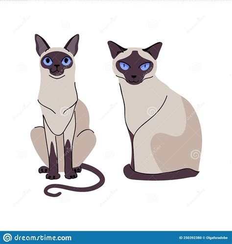 Siamese Cat Animal Vector Illustration Transparent Background