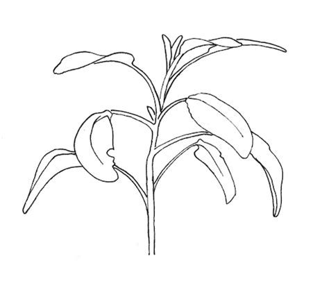 How To Draw Plants Like Ellsworth Kelly Artists And Illustrators