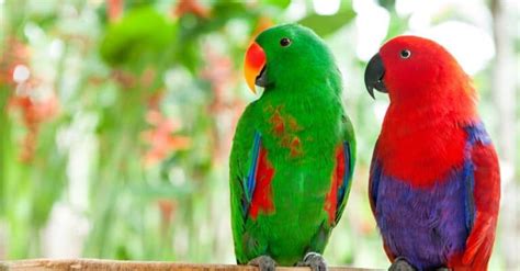 Eclectus Parrot Bird Facts Eclectus Roratus A Z Animals