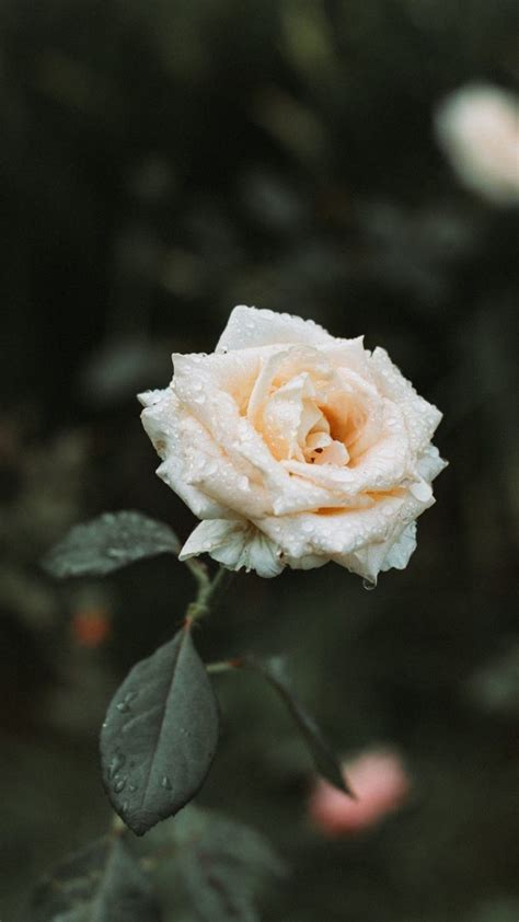 Заставки телефона с красивыми розами 39 фото • Развлекательные картинки