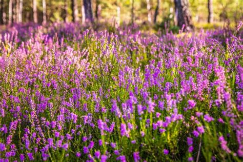 Ultimate Guide To Heather Flower Meaning Petal Republic