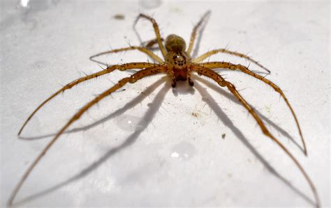 Dsc07042 British Spiders Mick Talbot Flickr