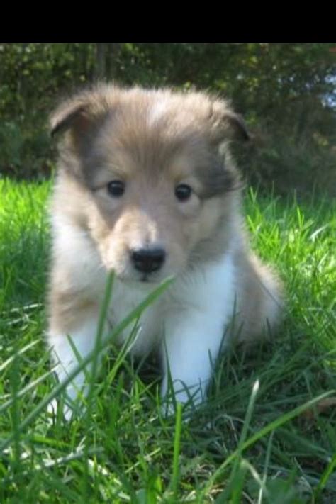 Cutest Collie Puppy Ever Rough Collie Puppy Collie Puppies Collie Dog