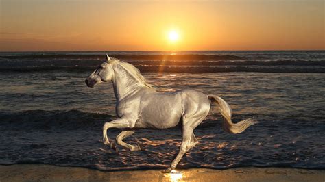 White Horse In Ocean