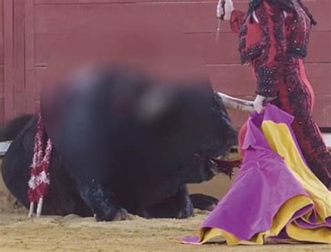 toro muere en agonía en plena corrida tras recibir estocada el siglo de torreón