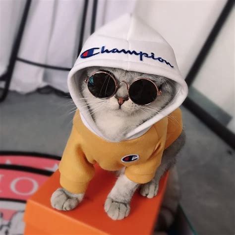 Cat Discover Champup Super Swag Hoodie Limited Item Big Sizes