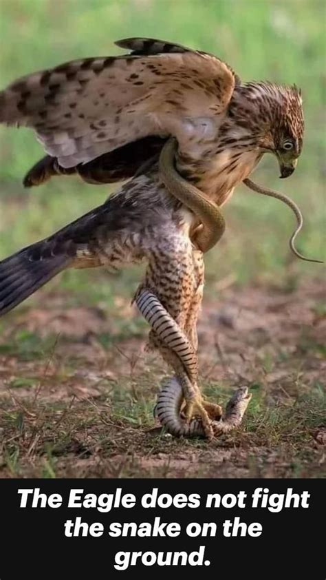 The Eagle Does Not Fight The Snake On The Ground Animal Photography