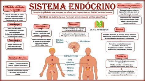 Mapa Mental Sistema End Crino Ler E Aprender Sistema End Crino Endocrino Sistema