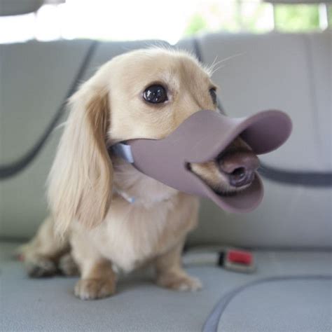 Oppo Dog Muzzle Quack Dog Muzzle Pet Costumes Cute Dogs
