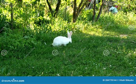 A Cute White Rabbit Is Eating Grass In A Meadow Stock Footage Video