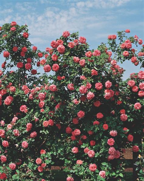 Transplanting Climbing Roses Hgtv