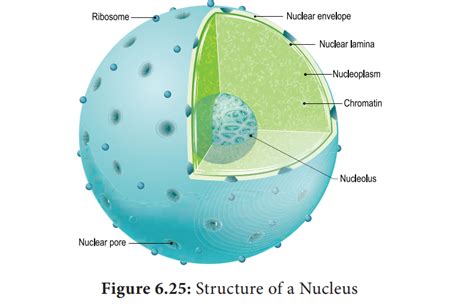 Nucleus Structure Diagram Functions