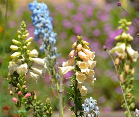 Snapdragon Antirrhinum Majus Growing And Care Guide For Gardeners