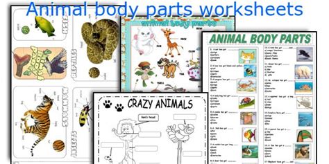 Body Parts Worksheet For Grade 1 Pdf English Esl Body