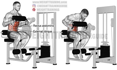 Machine Seated Crunch An Isolation Exercise Target Muscle Rectus Abdominis Synergists