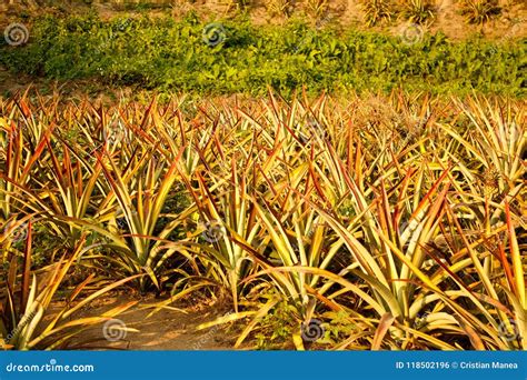 Pineapple Field Near Chiang Rai In Thailand Stock Photo Image Of