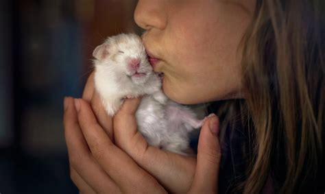Hamsters The 8 Best Small Pets For Cuddling Popsugar Uk Pets Photo 2