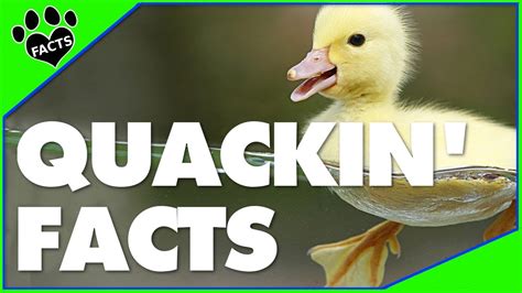 You know spider is unable to chew up anything. 10 Fun Facts About Ducks - YouTube