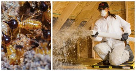 Discover the latest pest control science, technology and innovation at the uk's online trade show. 11 Pests That Could Be Hiding in Your Attic And How To Get ...