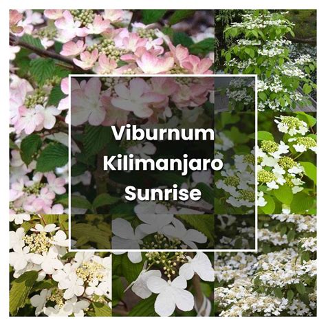 How To Grow Viburnum Kilimanjaro Sunrise Plant Care And Tips