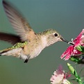 Broad-Tailed Hummingbird | National Geographic
