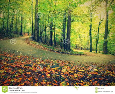 Asphalt Path Leading Among The Beech Trees At Near Autumn Forest