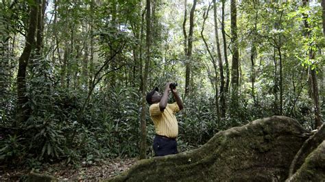 Kakamega Kenyas Last Rainforest Cnn Video