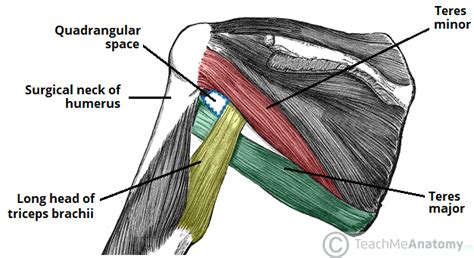 The Axillary Nerve Course Motor Sensory Teachmeanatomy