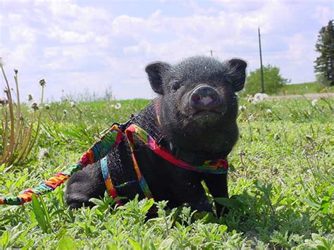 Vietnamese Pot Bellied Pigs Baby Animal Zoo