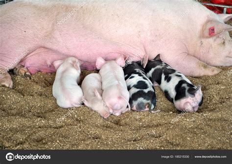 Baby Pigs Feeding On Their Mother — Stock Photo © Leigh341 185215330