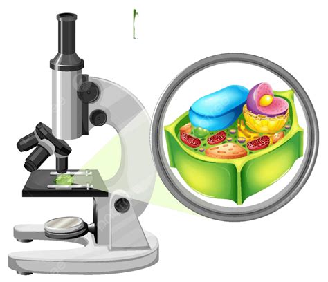 Microscope With Plant Cell Diagram Science Biology Scientific Vector