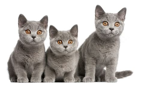 How Much Does A British Shorthair Cost 2024 Price Guide Hepper