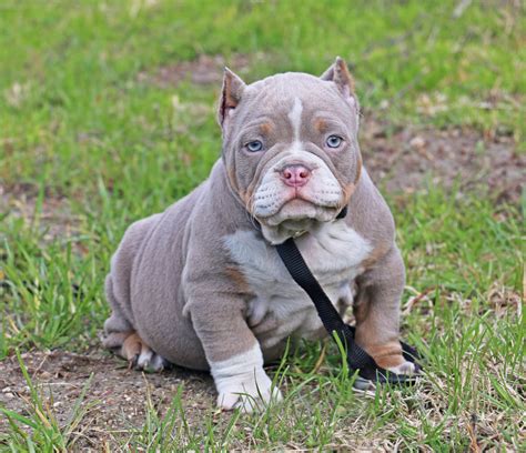 Picking out my first dog from exotic bully puppy farm! BEST EXOTIC BULLIES, BLUE TRI COLOR EXOTIC PUPPY, TRI ...