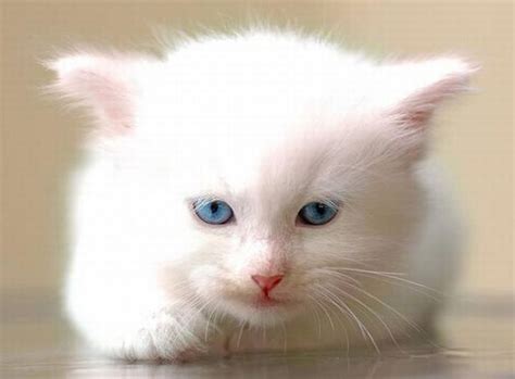 Cute White Kitten 8 Pics