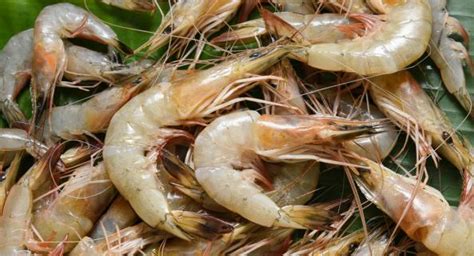 Farmed Shrimp India Distributors Morvish