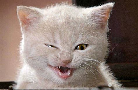 20 Hilarious Pictures Of Cats Just About To Sneeze 5 Is Both Cute And