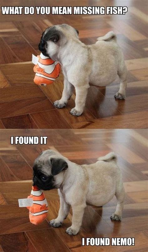 101 Lovable Pug Memes That Are Too Puggin Cute