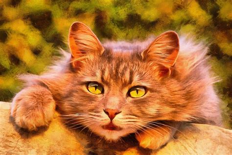See why cats land on their feet in this interesting video. Interestnig facts about cats. Cats fun Facts