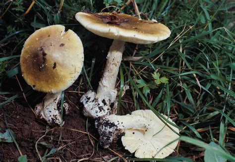 How To Identify Edible And Poisonous Wild Mushrooms