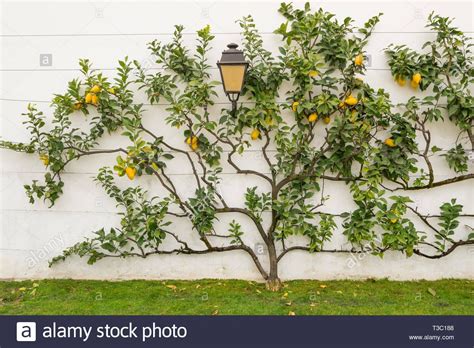 Espaliered Lemon Tree Growing Against A White Wall Stock Photo Alamy