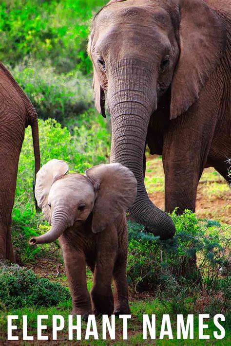 Elephant Names Over 250 Irresistible Ideas For Pachyderms